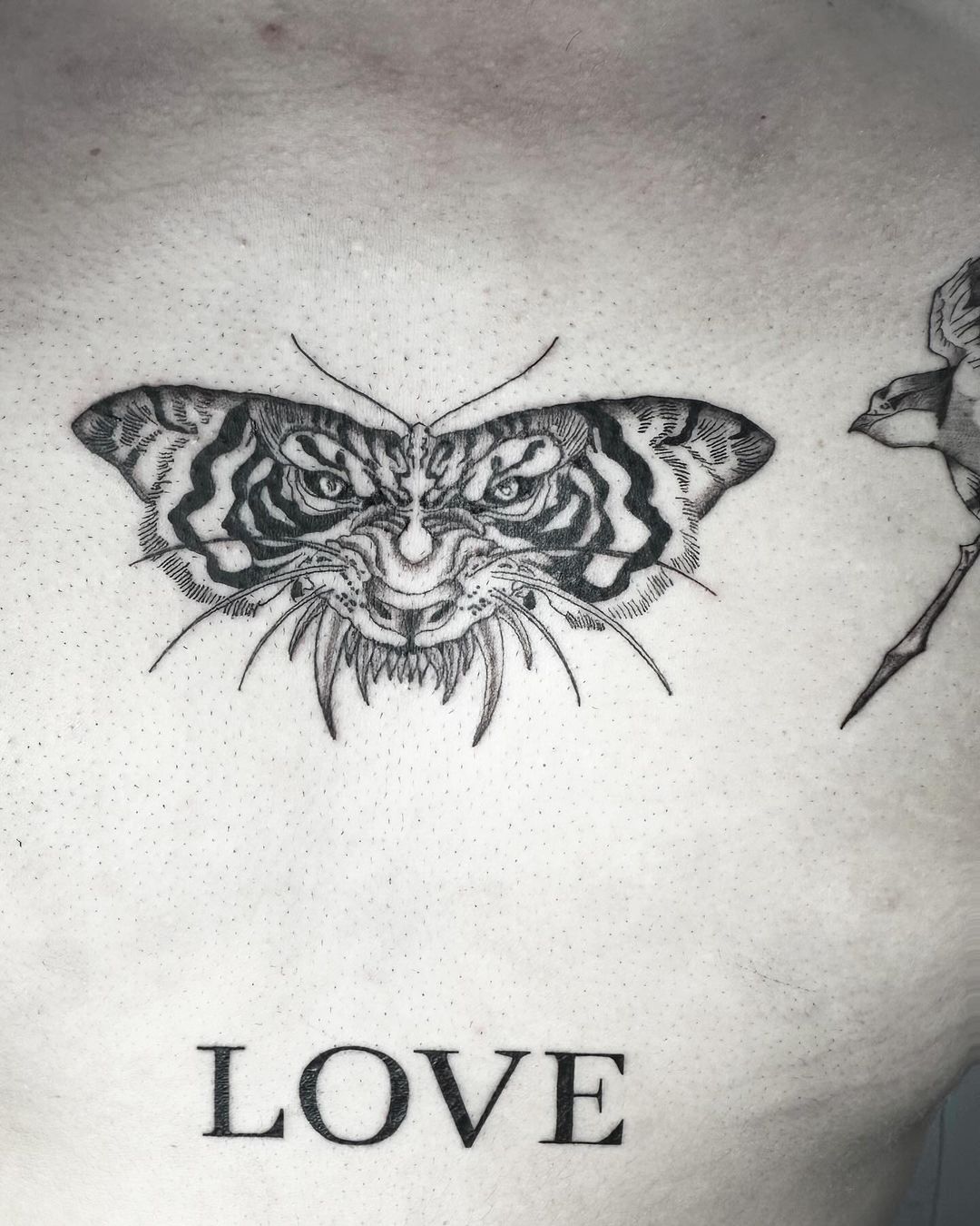 Tiger butterfly and love script chest tattoo by artist Marcus Kingsland at Markings Tattoos in Beverley, East Riding of Yorkshire.